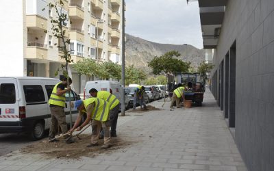 Mantenimiento comienza la repoblación de árboles de la ciudad
