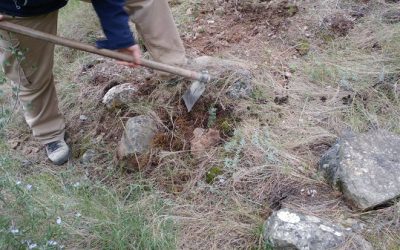 80 carrascas para la vegetación autóctona de la umbría de Camara