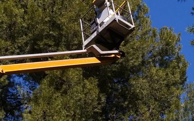 El Ayuntamiento de Elda intensifica la campaña de retirada de bolsones de procesionaria