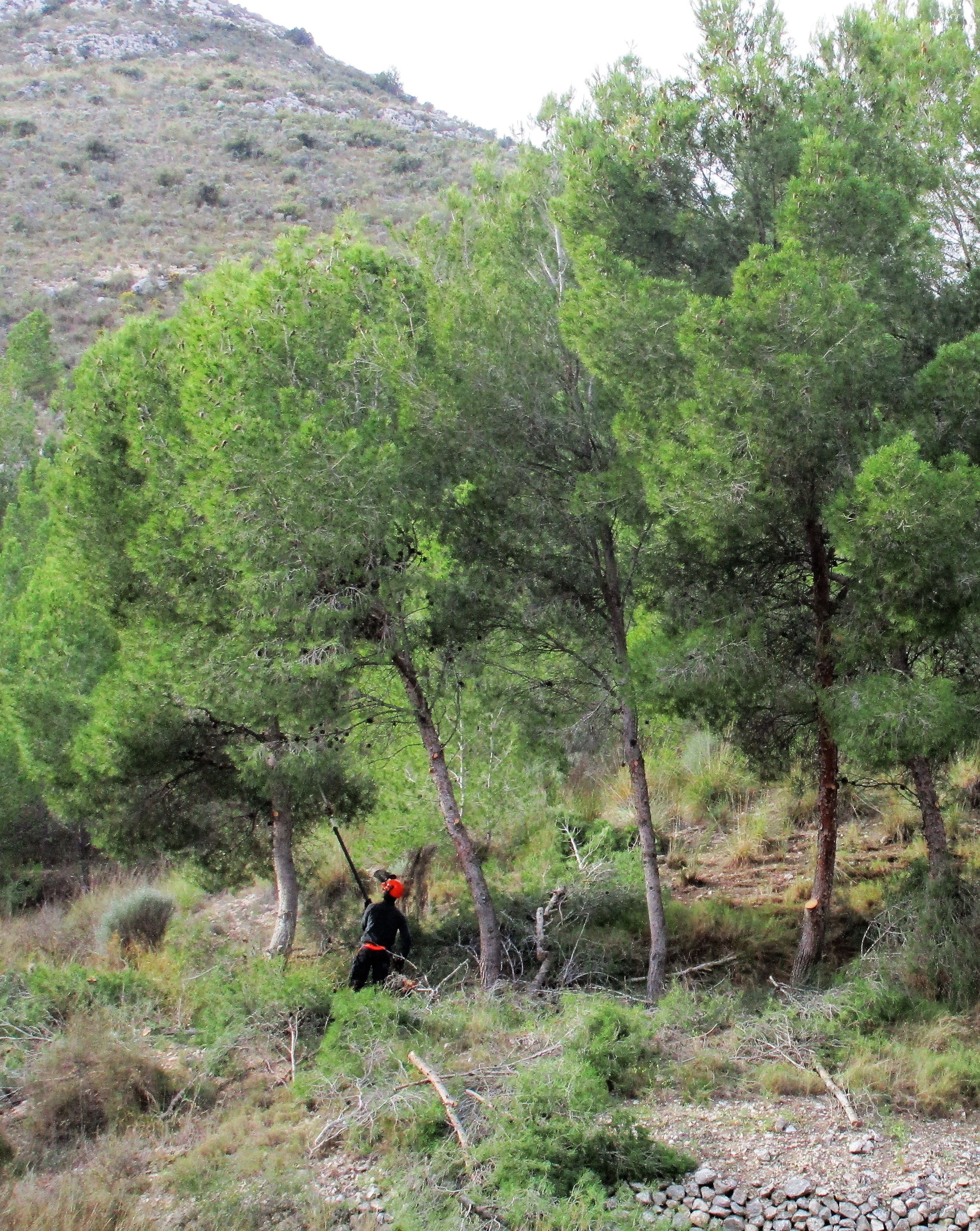 El Ayuntamiento de Elda desbroza y poda el entorno del Pantano para reducir el riesgo de incendios forestales