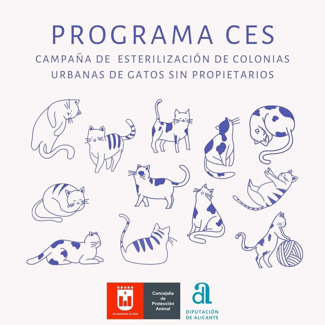El Ayuntamiento de Elda esteriliza 187 gatos callejeros mediante el método CES