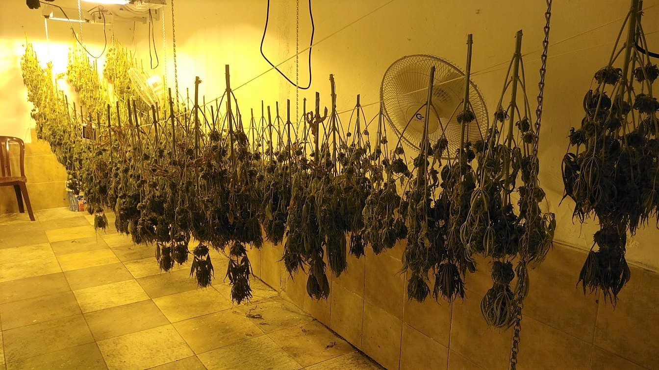 La Policía Local de Elda desmantela un secadero de plantas de marihuana instalado en el interior de una planta baja del barrio Fraternidad