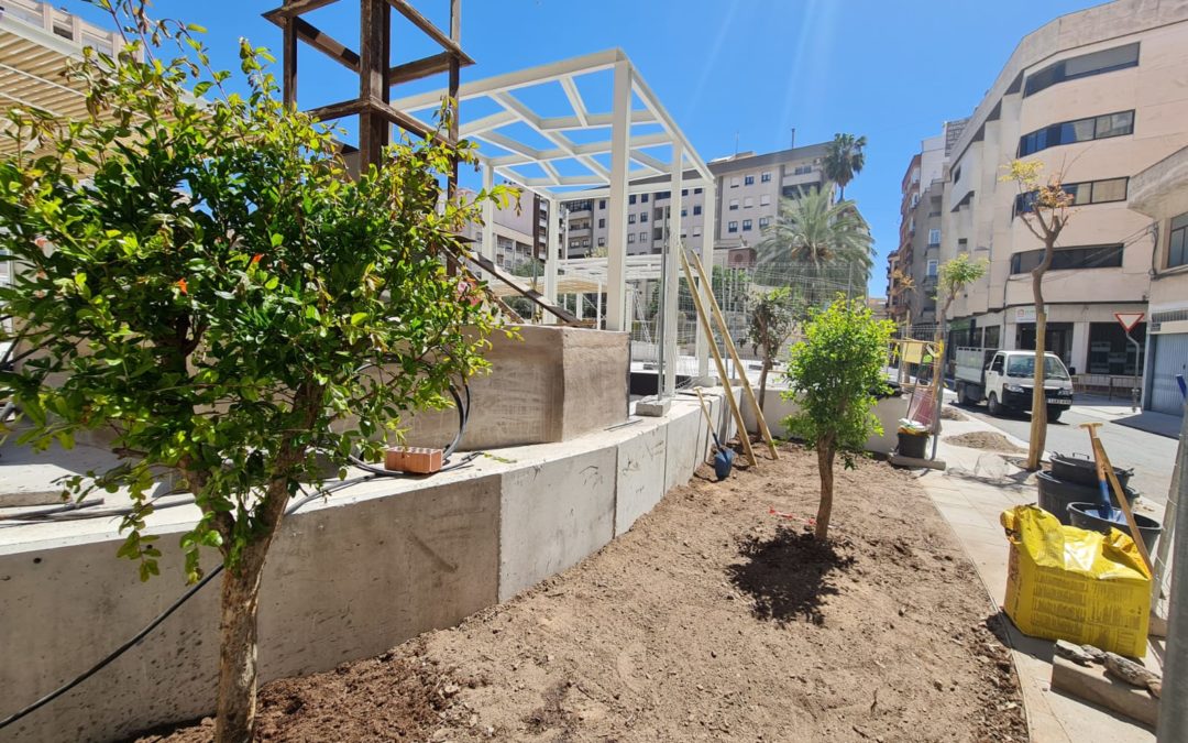 Comienza la plantación de 50 nuevos árboles, plantas arbustivas y espacios verdes en el entorno de la Plaza del Zapatero