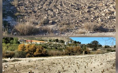 Más de 200 personas participaron el domingo en la reforestación realizada en el margen del río Vinalopó con motivo del Día del Árbol