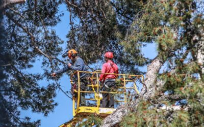 Los árboles del Jardín de la Música dañados durante los temporales sufridos en la ciudad serán sustituidos por nuevos ejemplares típicos del área mediterránea